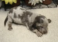 Lucas, a male Miniature Dachshund for sale in Milan, IN – 1 of 9