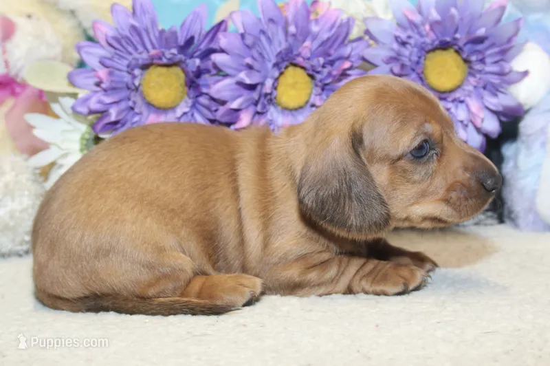 Ford – Miniature Dachshund puppy for sale in Milan, IN