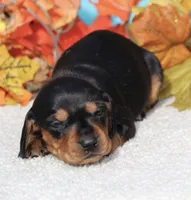 Fanny , a female Miniature Dachshund for sale in Milan, IN – Photo 5 of 8