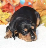 Fanny , a female Miniature Dachshund for sale in Milan, IN – Photo 1 of 8