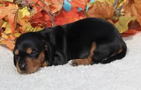 Fanny , a female Miniature Dachshund for sale in Milan, IN – Photo 3 of 8
