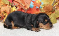 Fanny , a female Miniature Dachshund for sale in Milan, IN – Photo 8 of 8