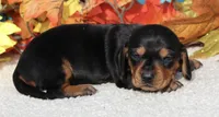 Fanny , a female Miniature Dachshund for sale in Milan, IN – Photo 2 of 8