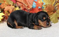 Fanny , a female Miniature Dachshund for sale in Milan, IN – Photo 7 of 8