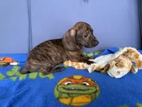 Wally, a male Miniature Dachshund for sale in Milan, IN – 5 of 5