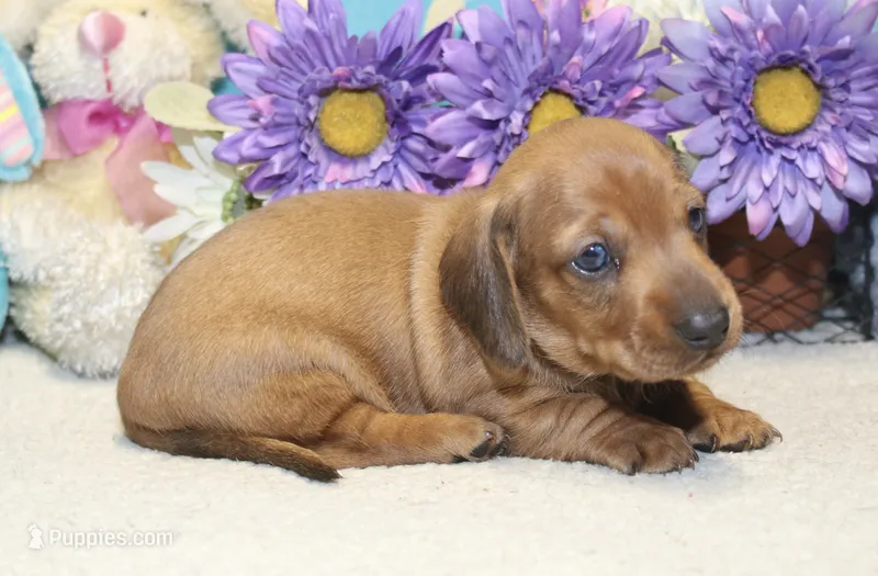 Ford – Miniature Dachshund puppy for sale in Milan, IN