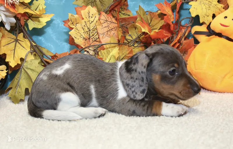 Coop – Miniature Dachshund puppy for sale in Milan, IN