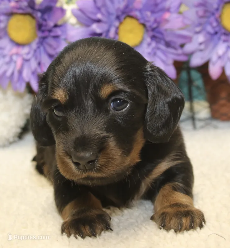 Callie – Miniature Dachshund puppy for sale in Milan, IN
