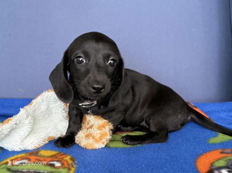 Tianna  – Miniature Dachshund puppy for sale in Milan, IN