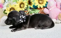 Tianna , a female Miniature Dachshund for sale in Milan, IN – 5 of 8