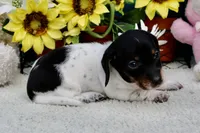Teddy, a male Miniature Dachshund for sale in Milan, IN – 8 of 8