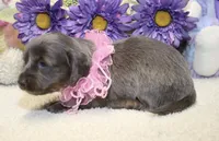 Ava, a female Miniature Dachshund for sale in Milan, IN – 7 of 8