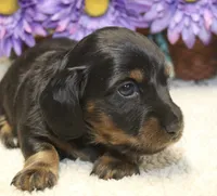 Callie, a female Miniature Dachshund for sale in Milan, IN – 6 of 8