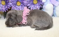 Ava, a female Miniature Dachshund for sale in Milan, IN – 2 of 8