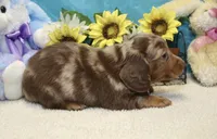 Frank, a male Miniature Dachshund for sale in Milan, IN – 3 of 5