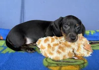 Ollie, a male Miniature Dachshund for sale in Milan, IN – 6 of 8