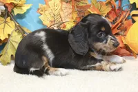 Willow, a female Miniature Dachshund for sale in Milan, IN – 4 of 8