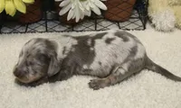 Lucas, a male Miniature Dachshund for sale in Milan, IN – 3 of 9