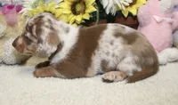 Cooper, a male Miniature Dachshund for sale in Milan, IN – 4 of 8