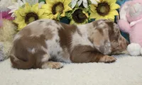 Cooper, a male Miniature Dachshund for sale in Milan, IN – 5 of 8