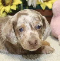 Cooper, a male Miniature Dachshund for sale in Milan, IN – 6 of 8