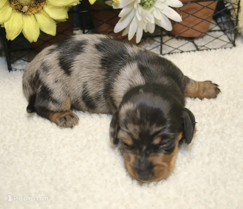 Hud – Miniature Dachshund puppy for sale in Milan, IN