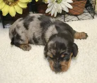 Hud, a male Miniature Dachshund for sale in Milan, IN – 1 of 8