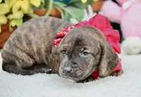 Jemma, a female Miniature Dachshund for sale in Milan, IN – 4 of 8