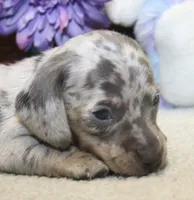 Hank, a male Miniature Dachshund for sale in Milan, IN – 2 of 8