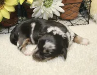 Willow, a female Miniature Dachshund for sale in Milan, IN – 4 of 9