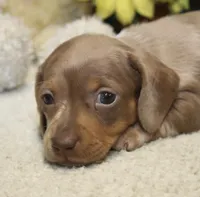 Grace, a female Miniature Dachshund for sale in Milan, IN – 2 of 9