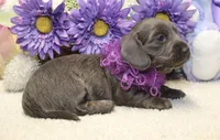 Aubrey, a female Miniature Dachshund for sale in Milan, IN – 3 of 8