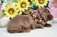 Tessa, a female Miniature Dachshund for sale in Milan, IN – 7 of 7
