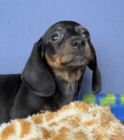 Ollie, a male Miniature Dachshund for sale in Milan, IN – 2 of 8