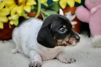 Teddy, a male Miniature Dachshund for sale in Milan, IN – 6 of 8