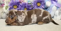 Kit, a male Miniature Dachshund for sale in Milan, IN – 4 of 7