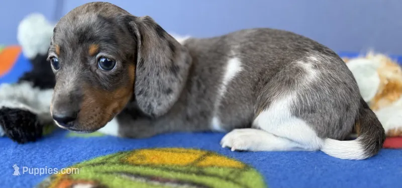 Coop – Miniature Dachshund puppy for sale in Milan, IN
