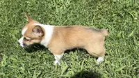 AKC Ella , a female Pembroke Welsh Corgi for sale in Milan, IN – 5 of 6