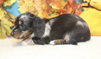 Willow, a female Miniature Dachshund for sale in Milan, IN – 7 of 8