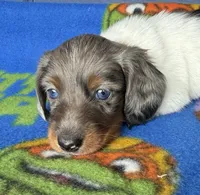 Buz, a male Miniature Dachshund for sale in Milan, IN – 3 of 4