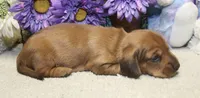 Ford, a male Miniature Dachshund for sale in Milan, IN – 7 of 7