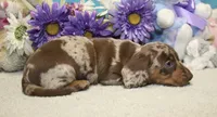 Kit, a male Miniature Dachshund for sale in Milan, IN – 5 of 7
