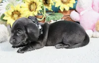 Tianna , a female Miniature Dachshund for sale in Milan, IN – 7 of 8