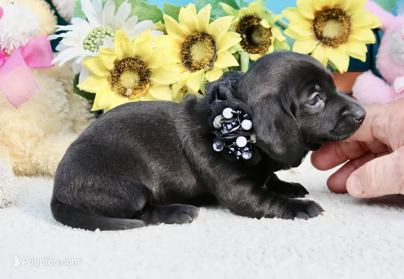 Tianna  – Miniature Dachshund puppy for sale in Milan, IN