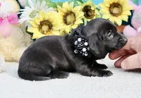 Tianna , a female Miniature Dachshund for sale in Milan, IN – 1 of 8