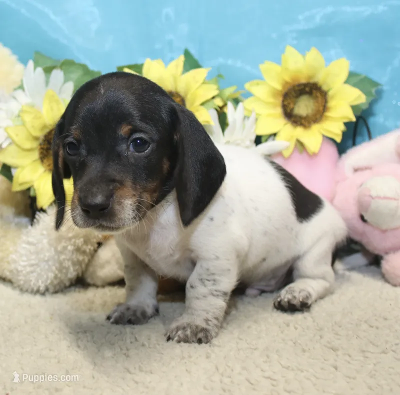 Teddy – Miniature Dachshund puppy for sale in Milan, IN