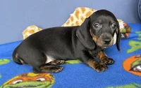 Ollie, a male Miniature Dachshund for sale in Milan, IN – 4 of 8