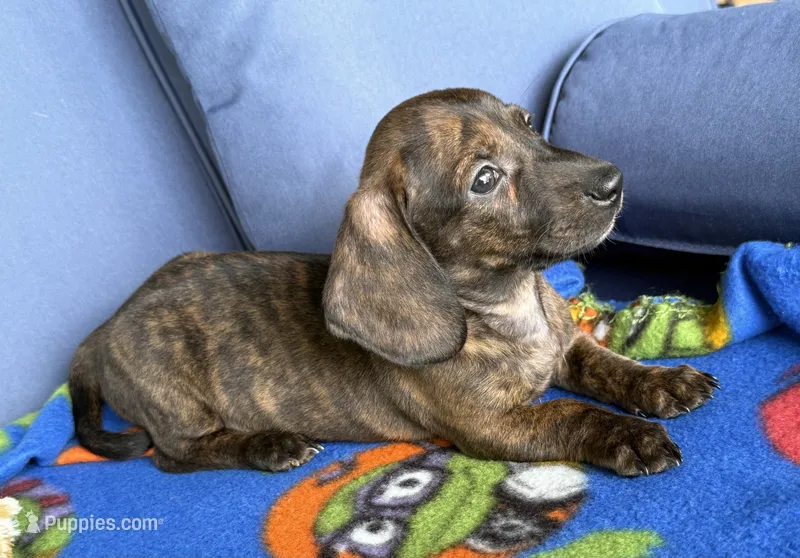 Wally – Miniature Dachshund puppy for sale in Milan, IN