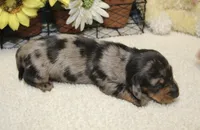 Hud, a male Miniature Dachshund for sale in Milan, IN – 2 of 8