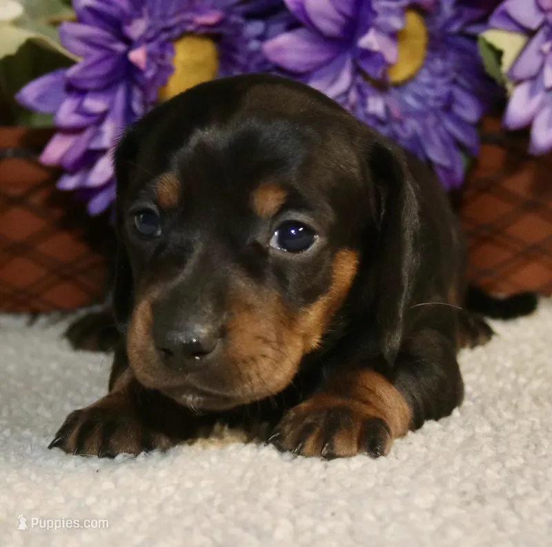 Lilly  – Miniature Dachshund puppy for sale in Milan, IN